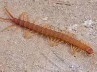 Chilopoda