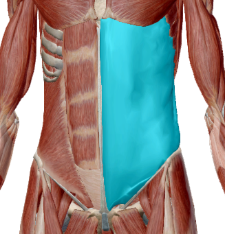 Oblicuo externo