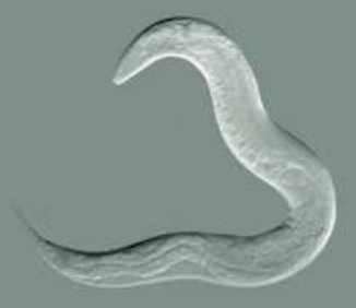 Ex. Roundworms