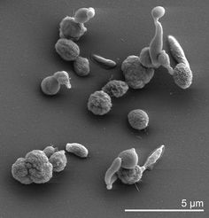 pyrobolobus