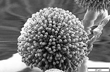 aspergilus niger