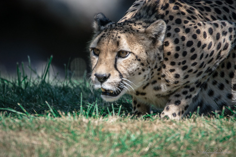 Cheetah