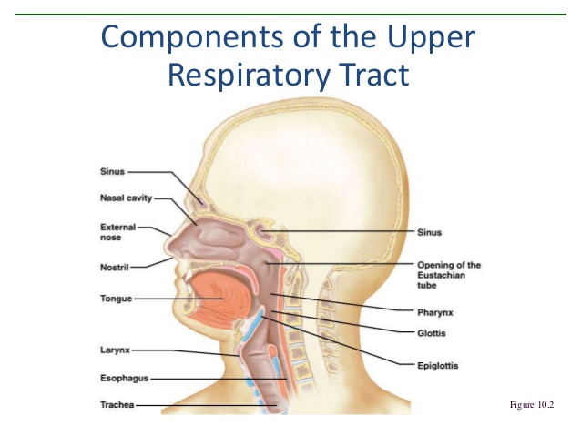 Upper respiratory tract.