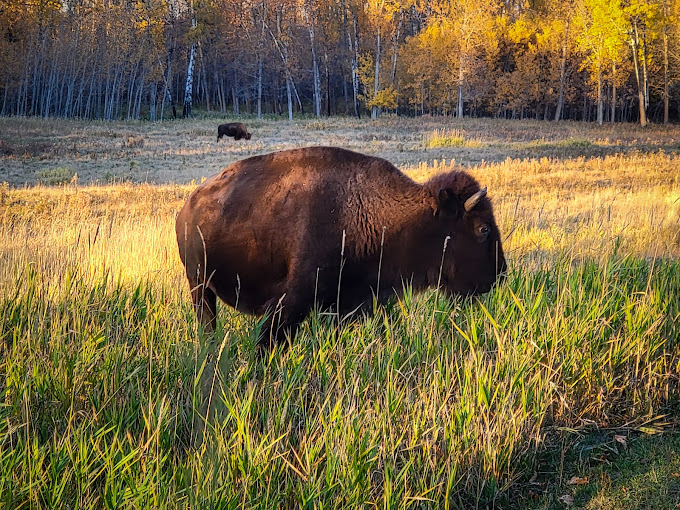 Elk Island National Park