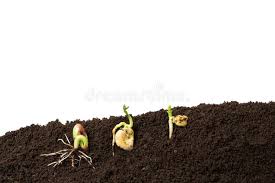 GERMINAZIONE: IPOGEA, NECESSITA DI UN ELEVATO QUANTITATIVO DI ACQUA