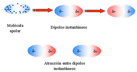 Se da entre moléculas apolares, y ocurren porque al acercase dos moléculas se origina una distorsión de las nubes electrónica