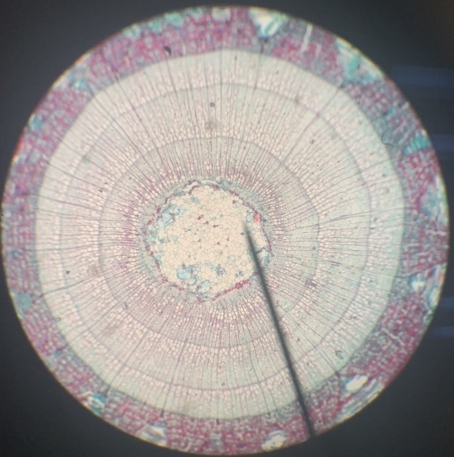 Dicot stem 100x