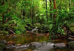 Rain Forest