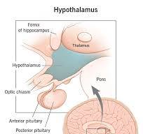Hypothalamus