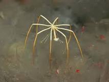 Pycnogonida