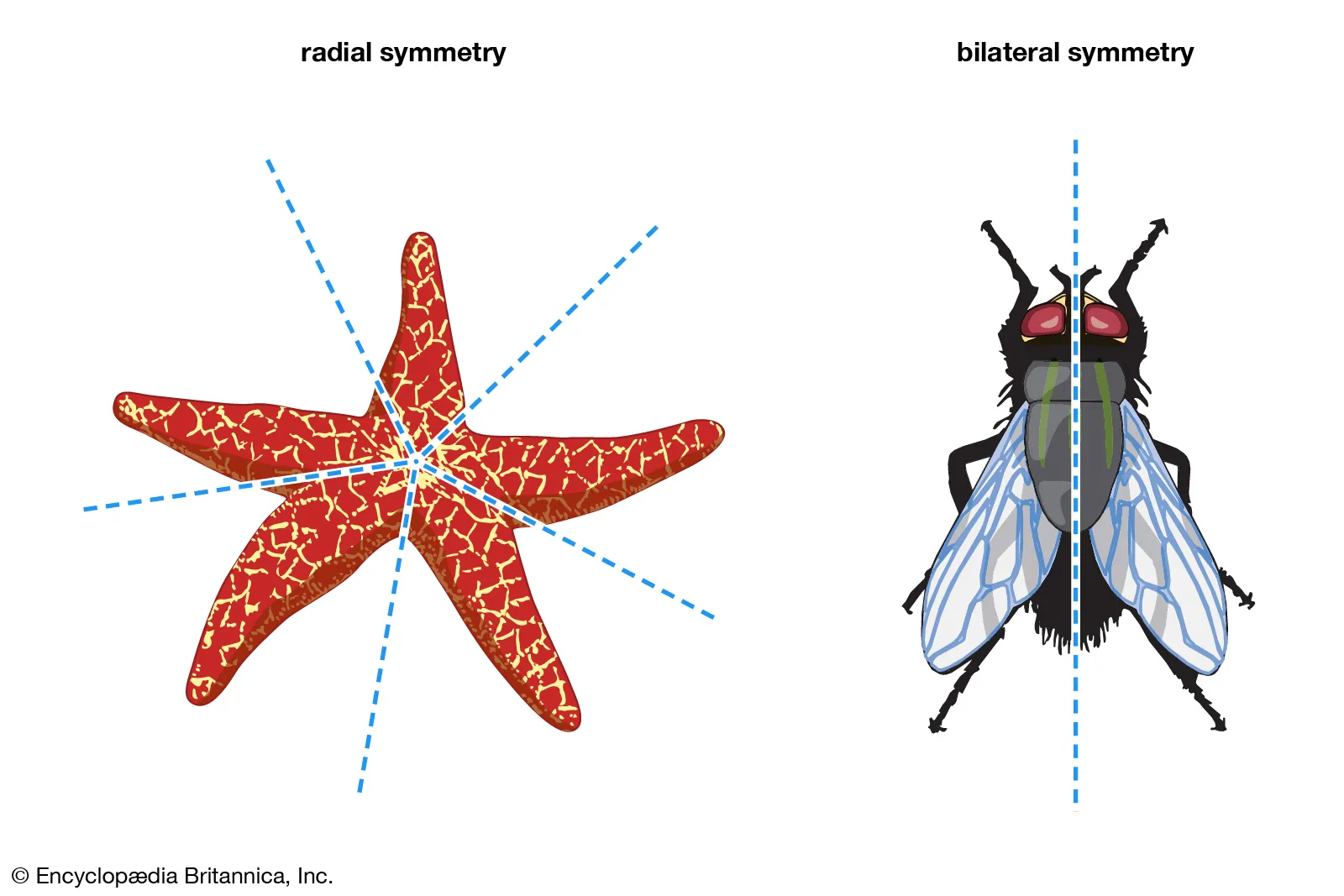 Symmetry: