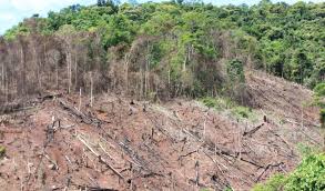 Deforestation