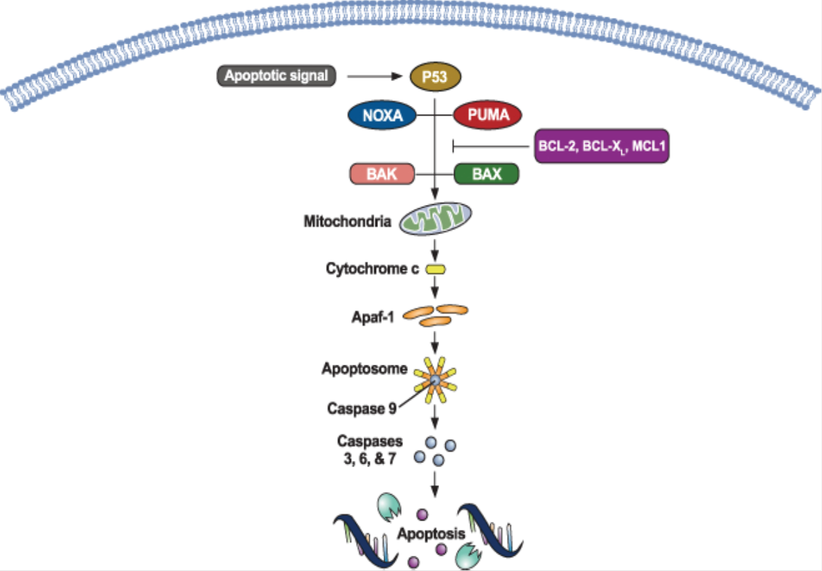 P53 role in apoptosis - intrinsic pathway
