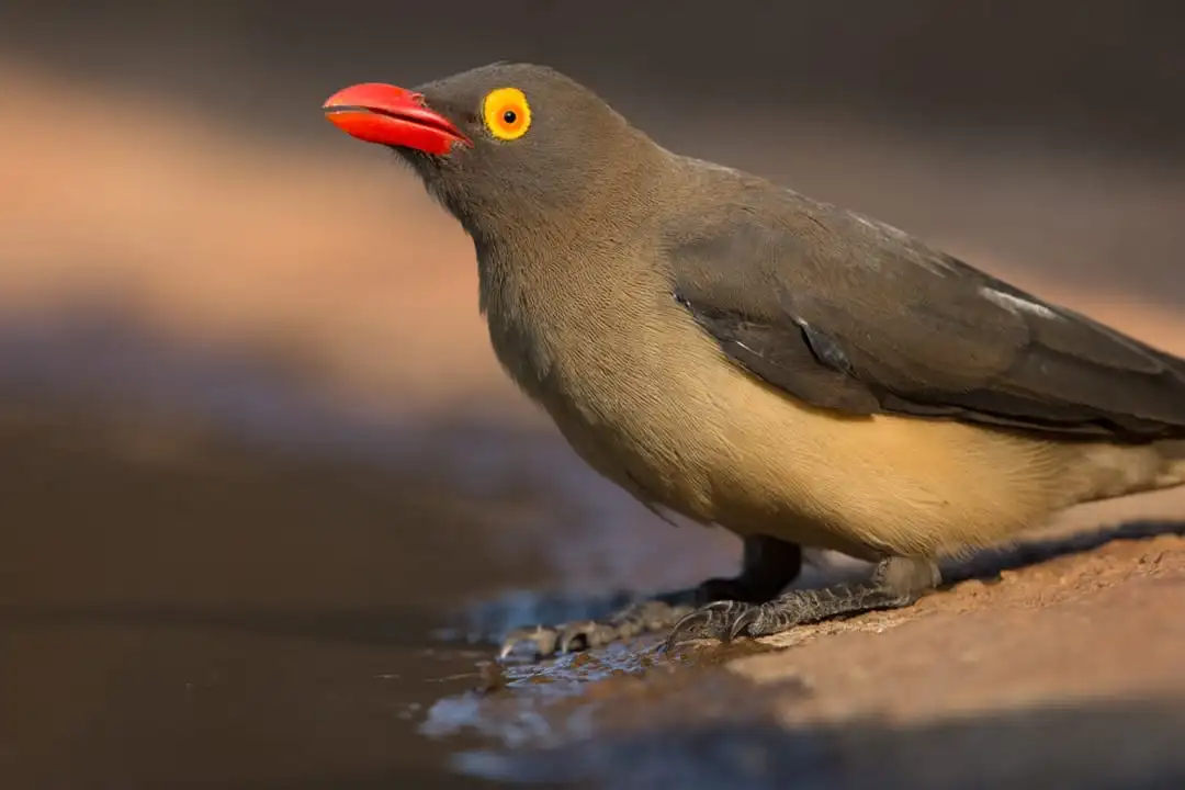 Very sharp eyes
