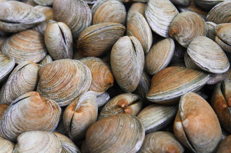 Bivalves
