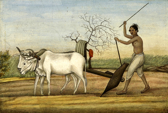 Agricultural Intensification