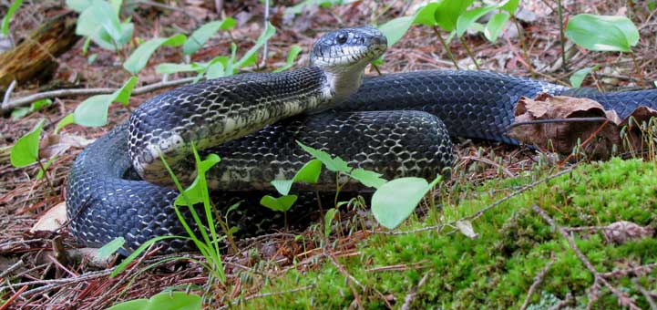 Gray Ratsnake