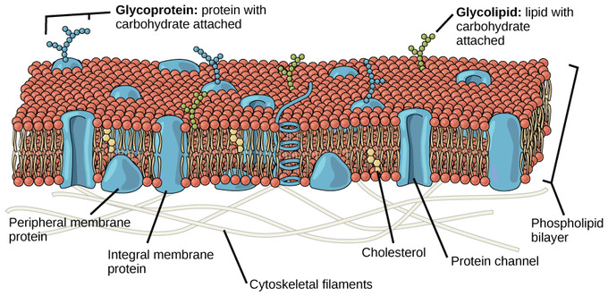 Fluid Membrane Mosaic Model