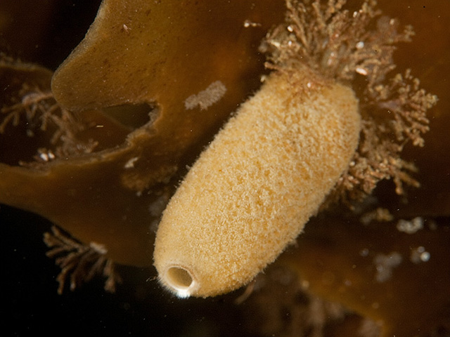 Calcarea Sponge
