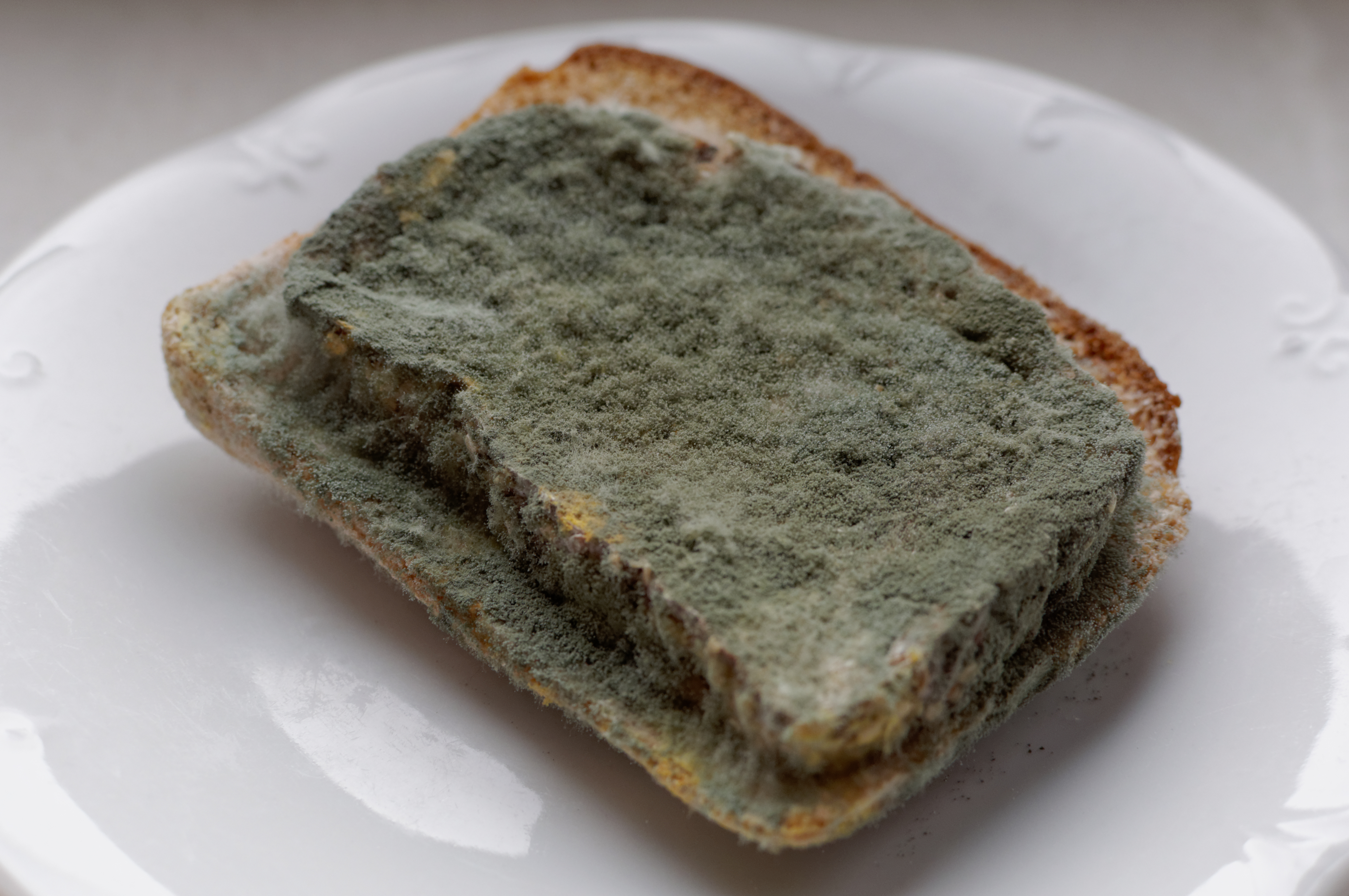 Black Bread Mold