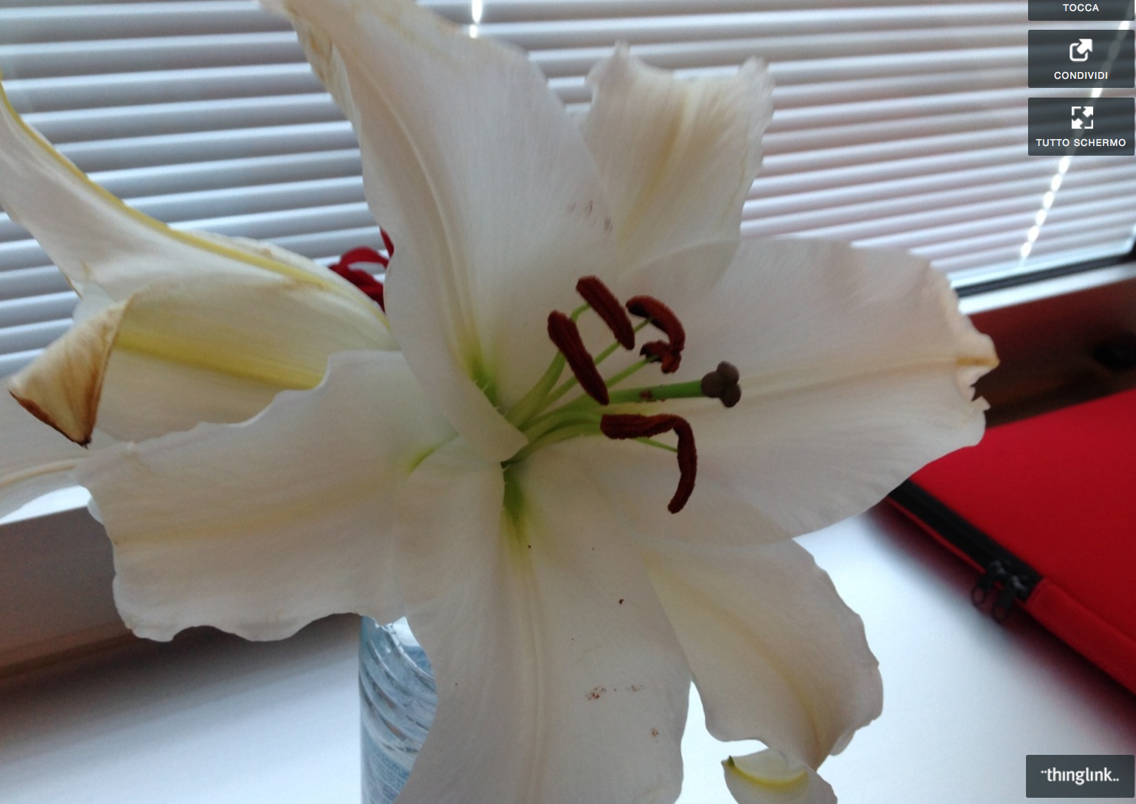 Fiore