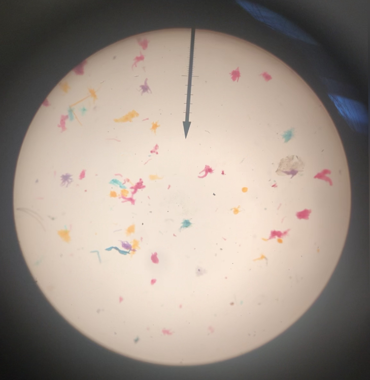 Amoeba Proteus 40x