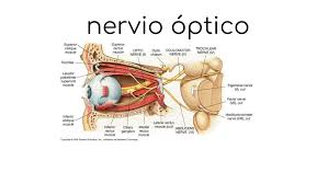 PAR CRANEAL II NERVIO ÓPTICO