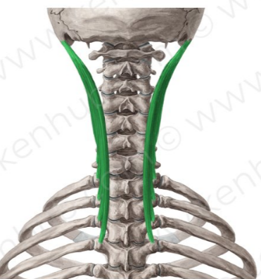 Iliocostal lumbar