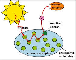 Reaction Centre: absorbs light energy and releases excited electrons to primary electron acceptors to start the light reactio