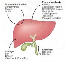 Liver + Main function