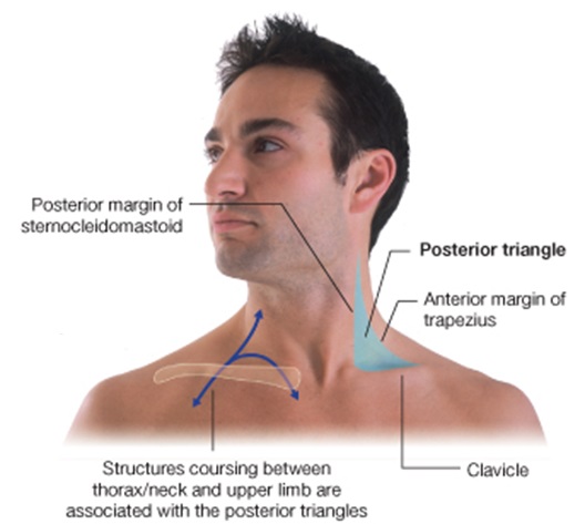 Posterior triangle