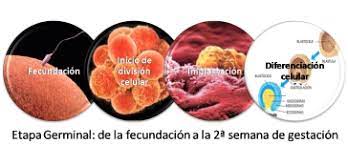La etapa germinal (fertilización a dos semanas)