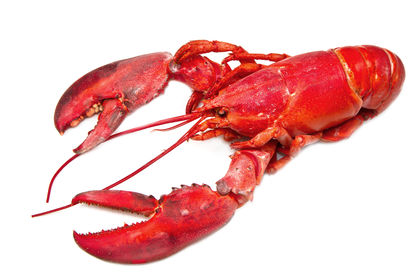 Nephropidae