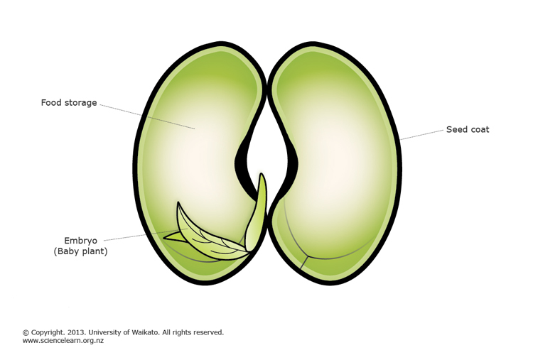 Plant Reproduction Methods: