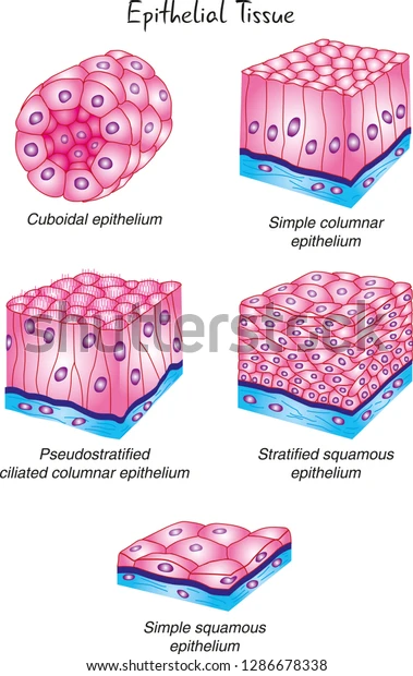 Tissue Image