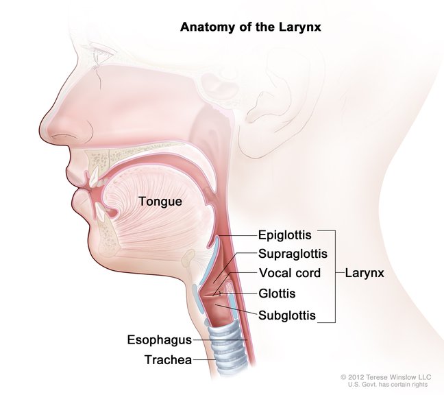 Larynx broken down