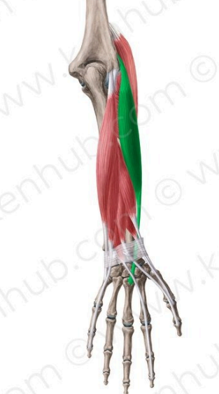 Extensor radial corto del meñique