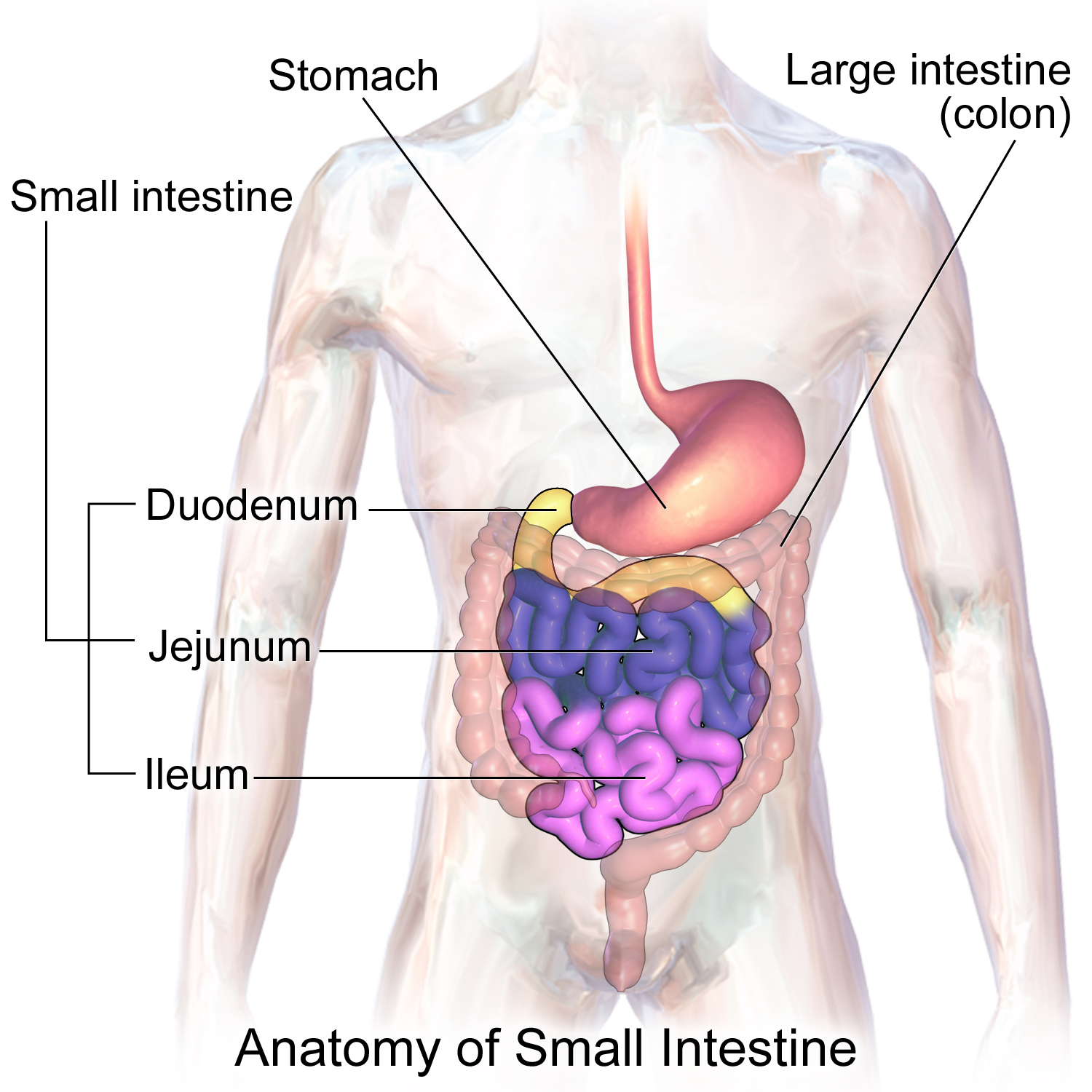 The intestines