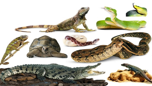 IMAGEN DE REPTILES
