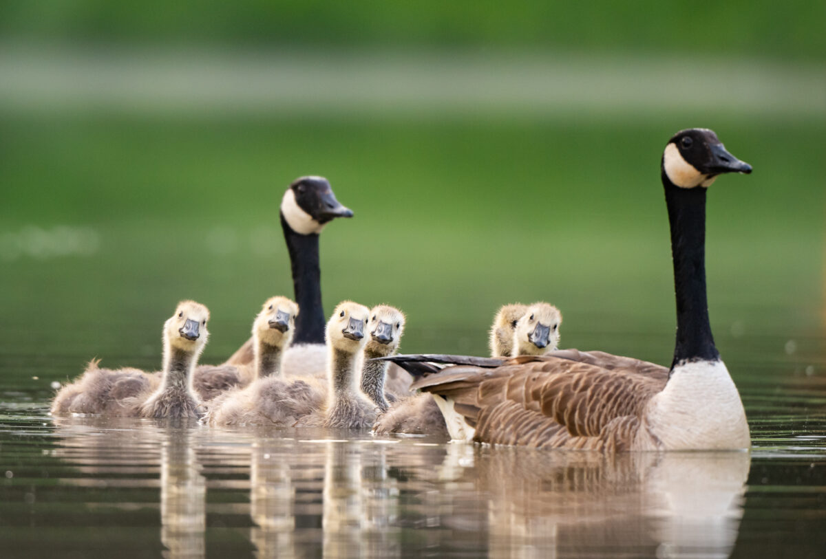 Branta canadensis