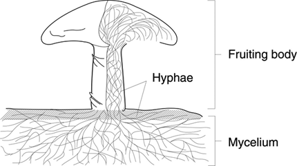 Structure: