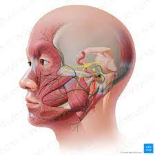PAR CRANEAL VII NERVIO FACIAL