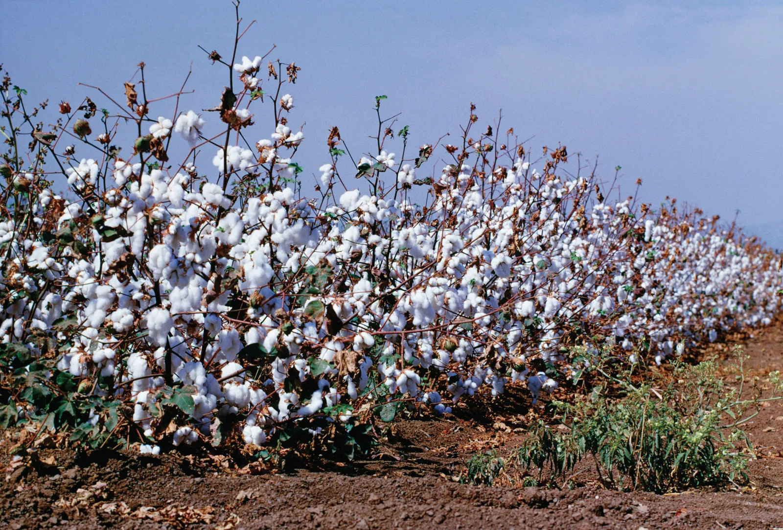 Cotton plants are grown.