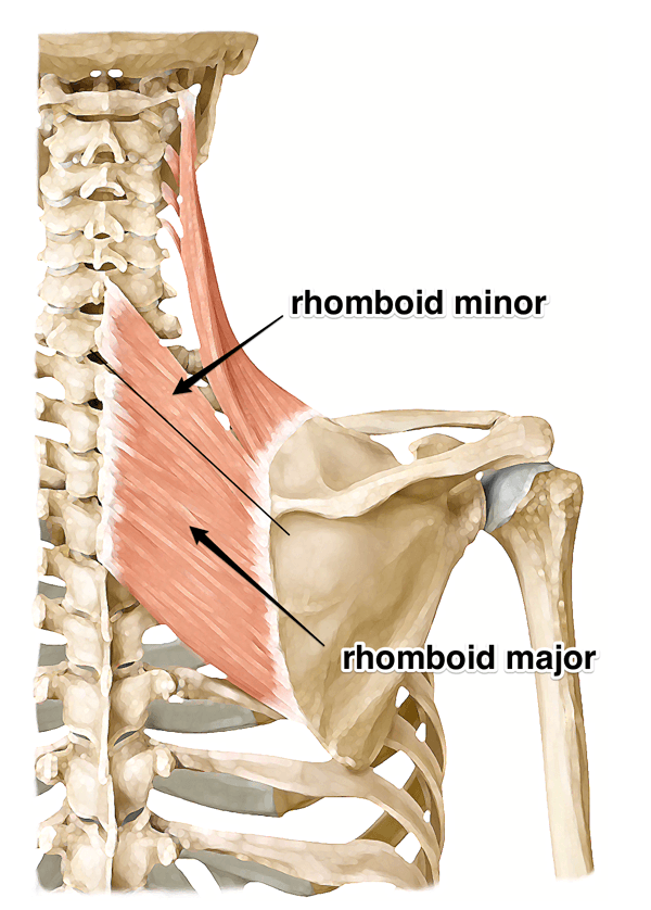Minor