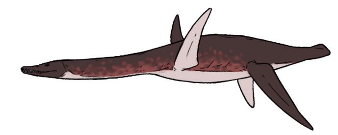 Manemergus anguirostris