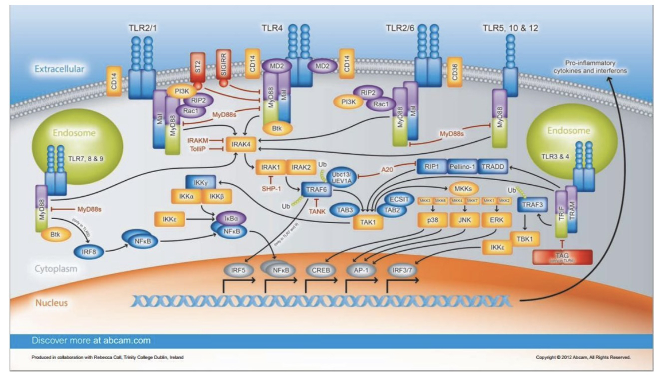 Esquema demonstrando as vias que são ativadas por TLRs (imagem disponível em www.abcam.com).