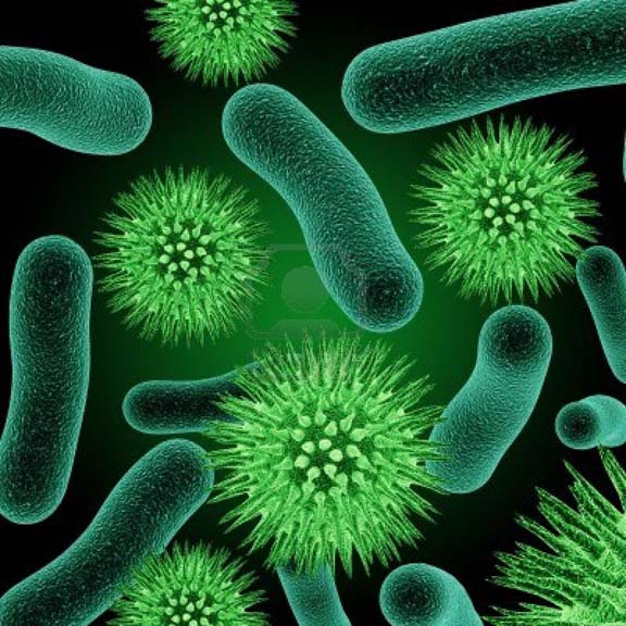Kingdom Eubacteria