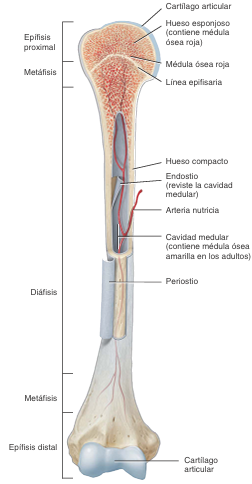 Estructura