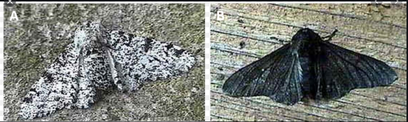 Exemple d’adaptation

Les 2 types de papillon sont aussi abondants dans la nature.

Après 1848, à cause des usines qui utilis