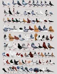 Columbidae